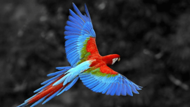 Wallpaper:8olilja0ouc= Parrot