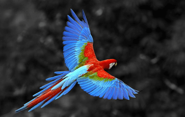 Wallpaper:8olilja0ouc= Parrot
