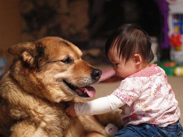 Baby:Be3sdxjthbc= Dog