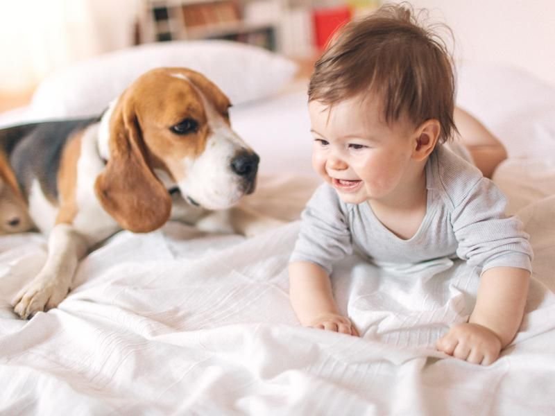 Baby:Be3sdxjthbc= Dog