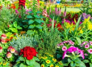 Garden:Cozf9yrvwri= Flowers