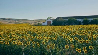 growth horizon analysis strategy